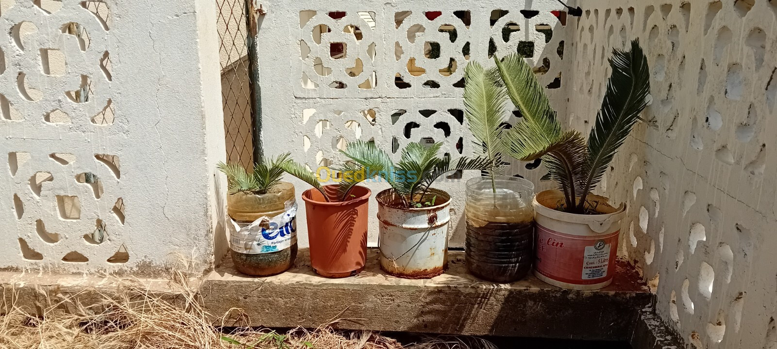 VEND PETITS CYCAS + AGES AVEC TRONC