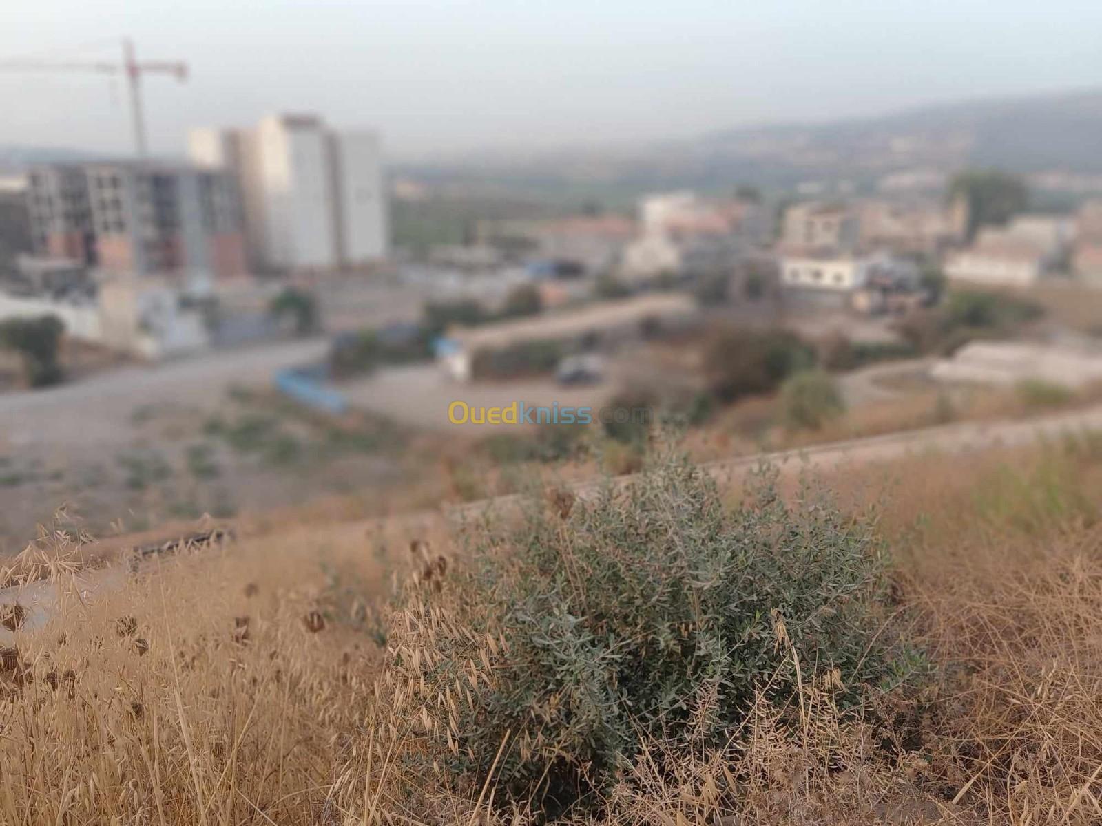 Vente Terrain Boumerdès Ouled moussa