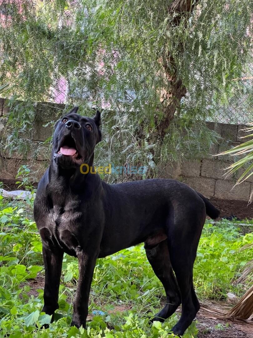 Cane corso 