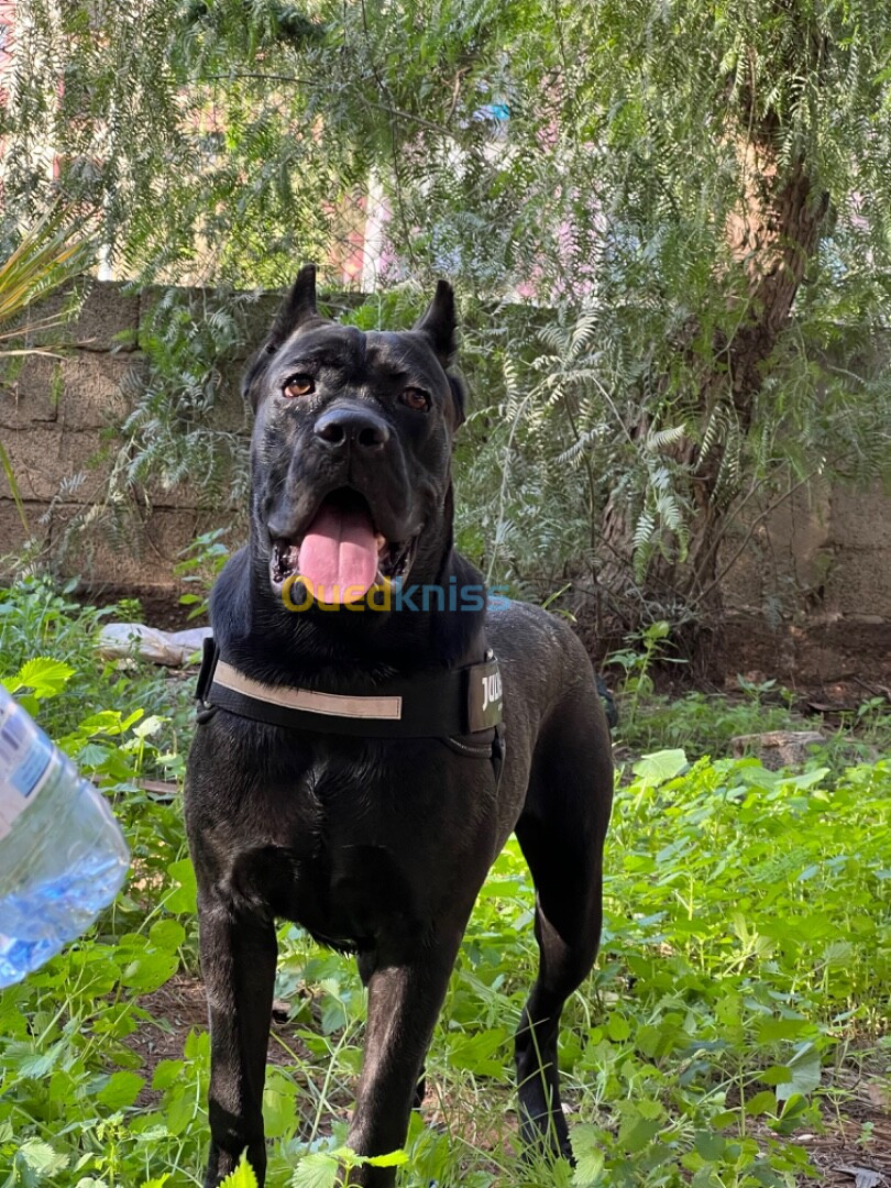 Cane corso 