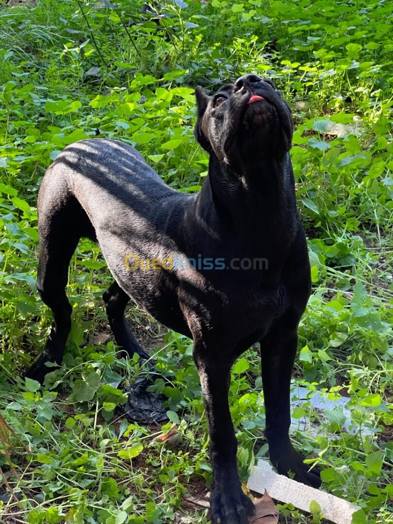 Cane corso 