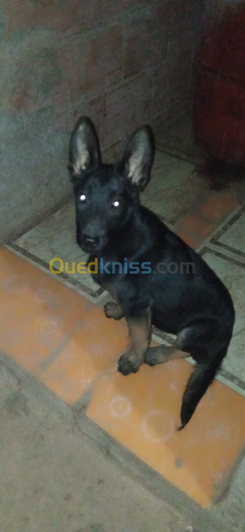 Malinois noire pure sang 