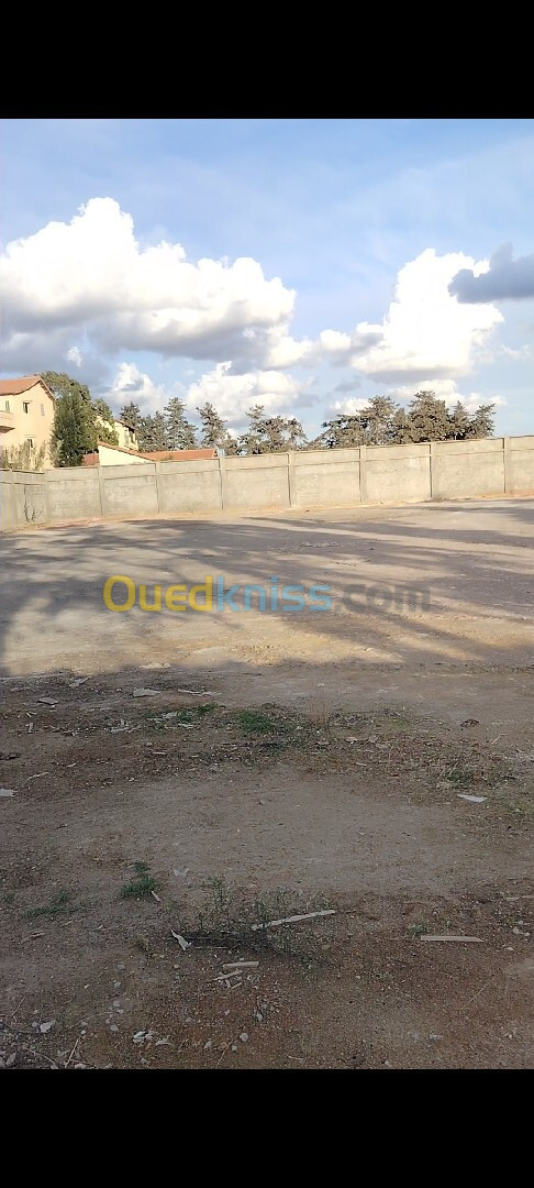 Vente Terrain Alger Souidania