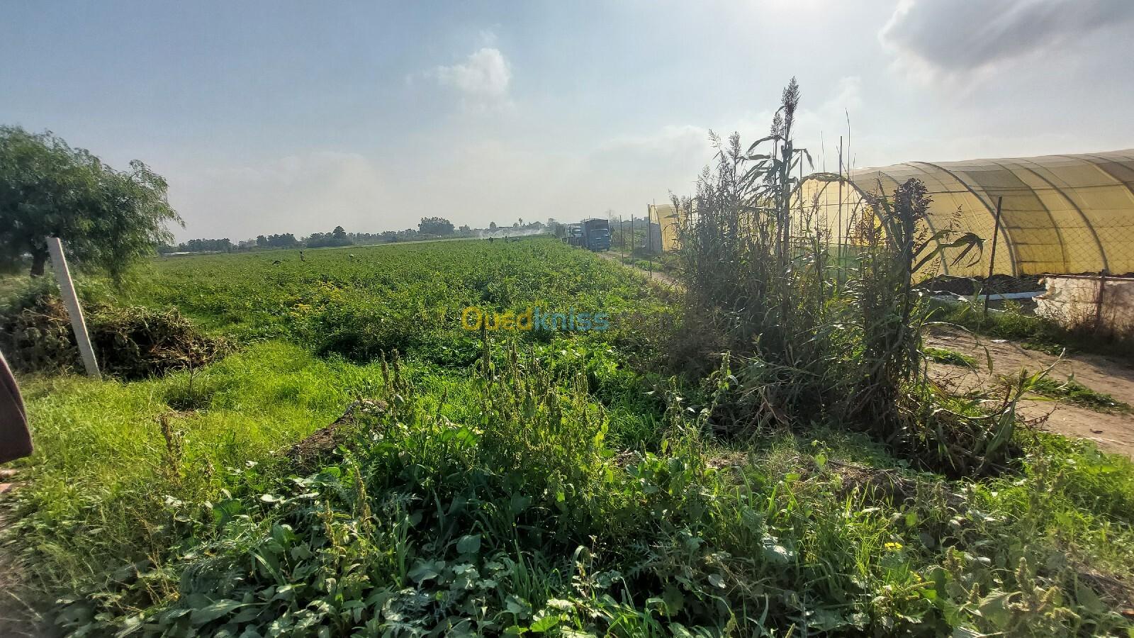 Vente Terrain Agricole Alger Hraoua