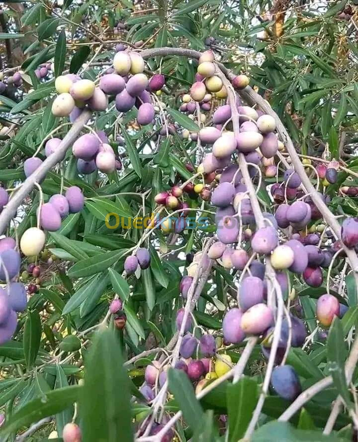 Exportation :Huile d'olive vierge/ dattes, زيت زيتون و تمور