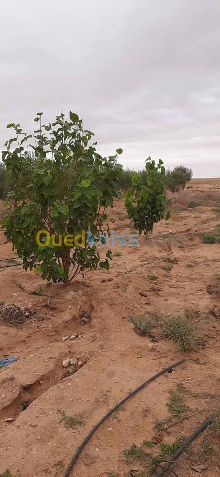 Vente Terrain Agricole Djelfa Hassi bahbah