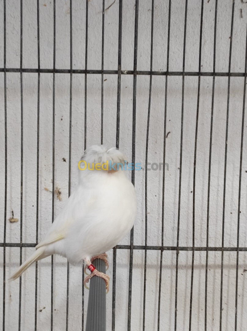 Canari albinos et gloster