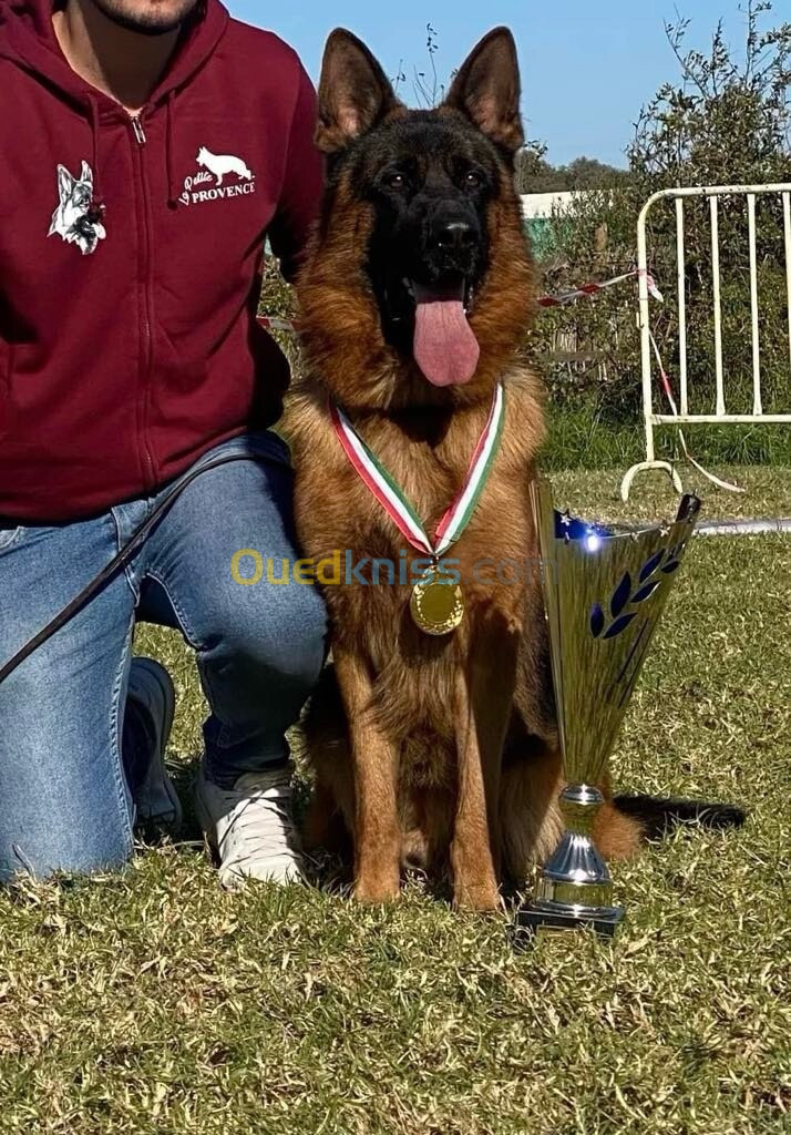 Chiot berger allemand 