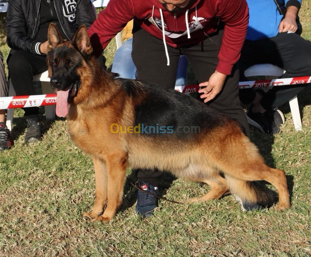 Chiot berger allemand 