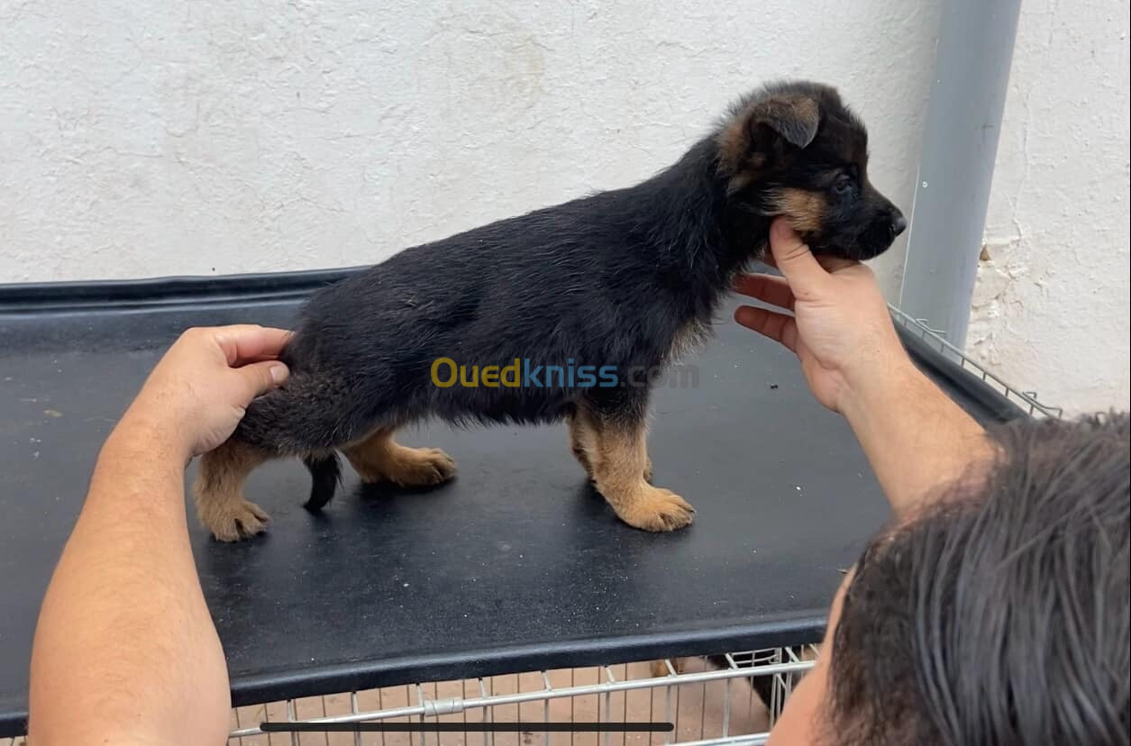 Chiot berger allemand 