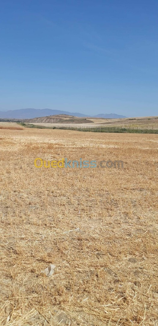 Vente Terrain Agricole Aïn Defla Oued djemaa