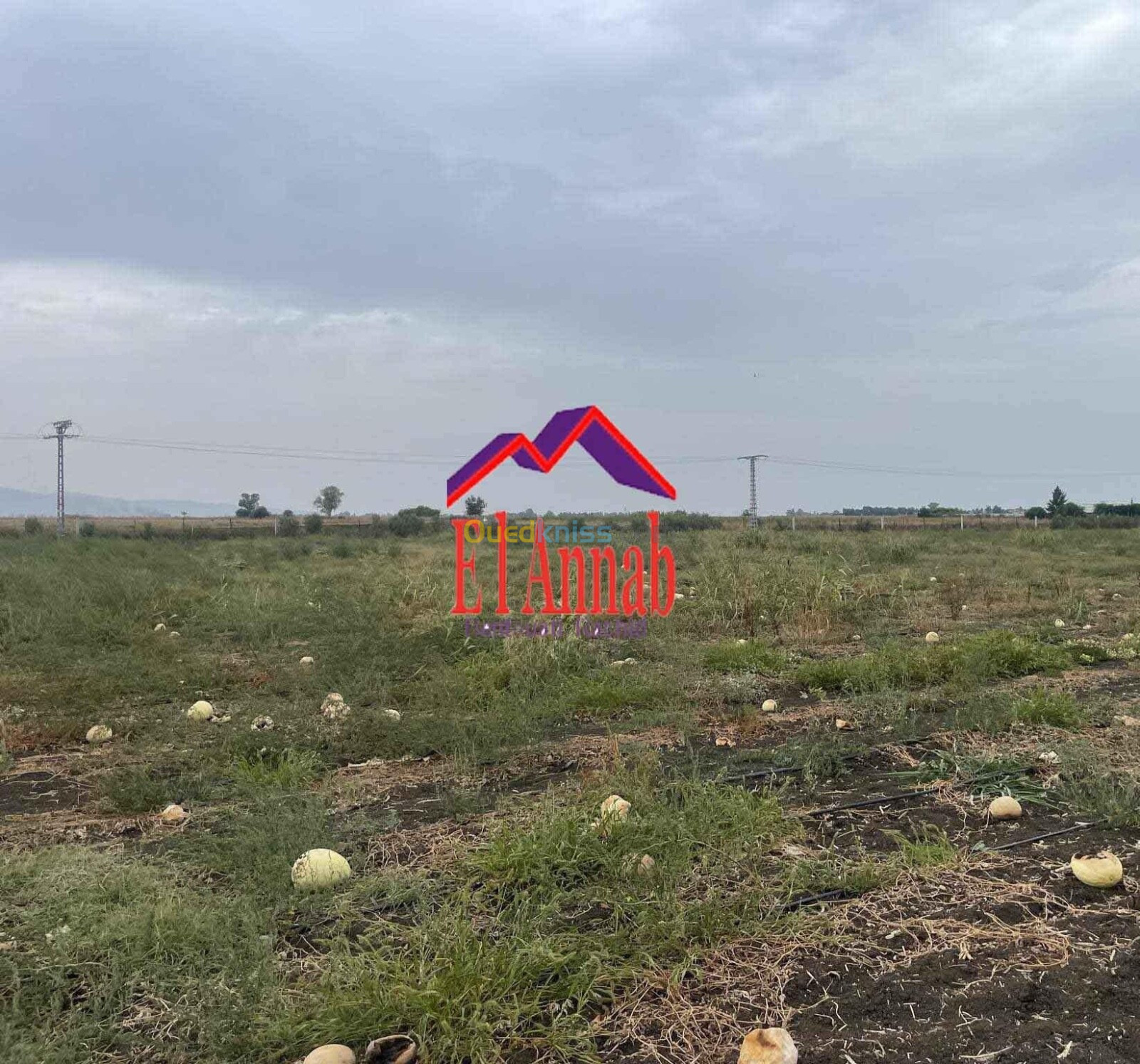 Vente Terrain Agricole El Tarf El taref