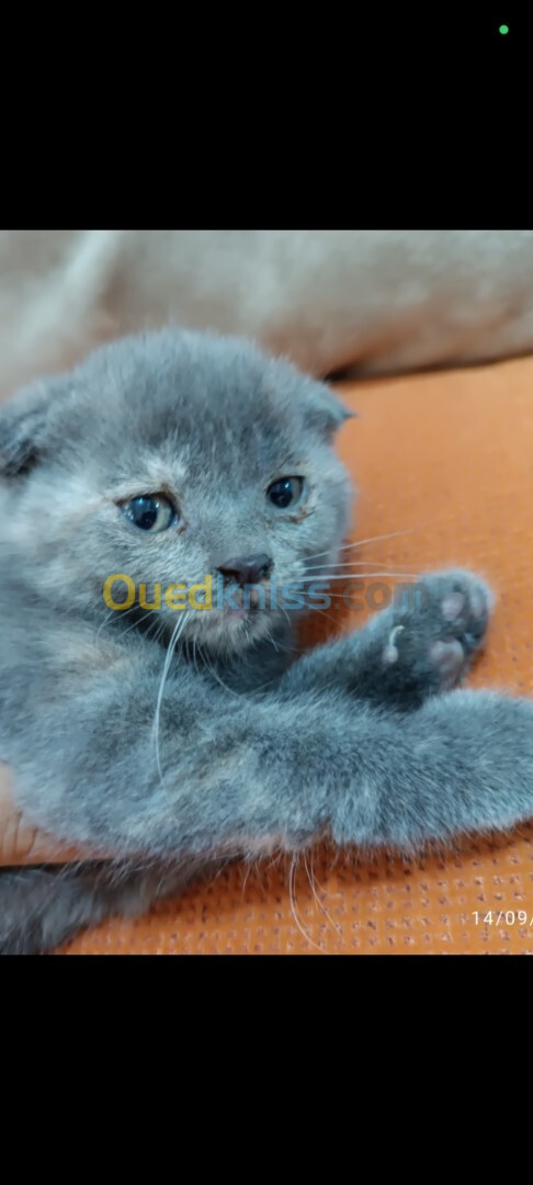 Scottish fold 