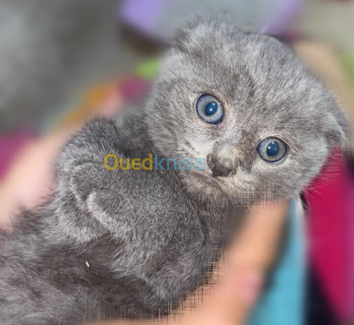 Scottish fold 