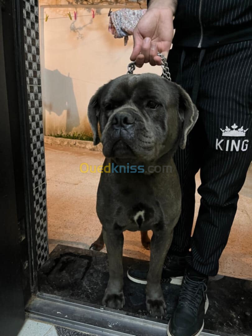 Chien cane corso