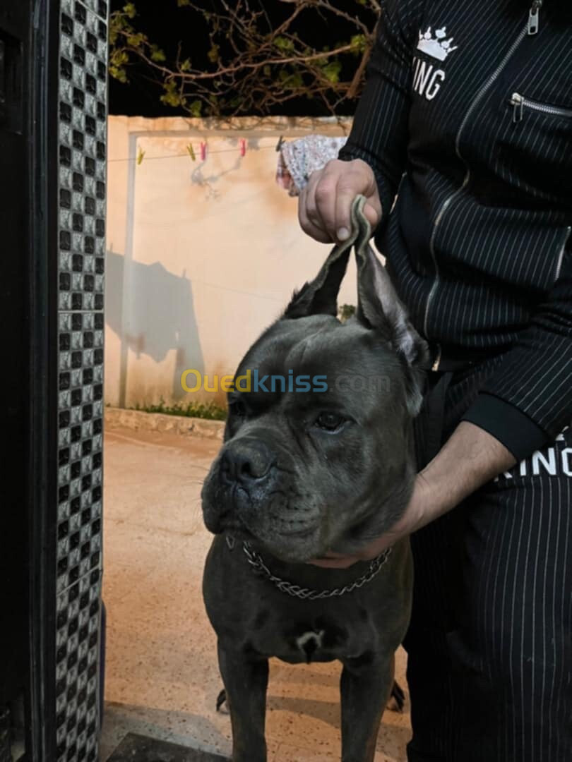 Chien cane corso