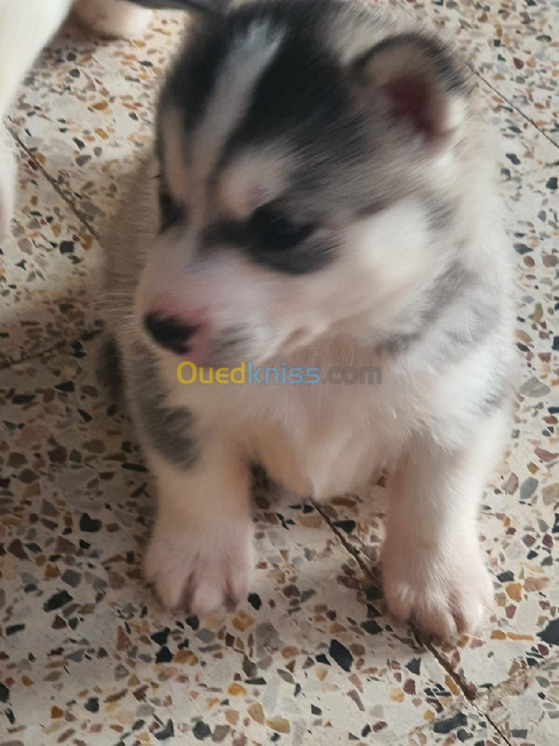 Chiot husky 