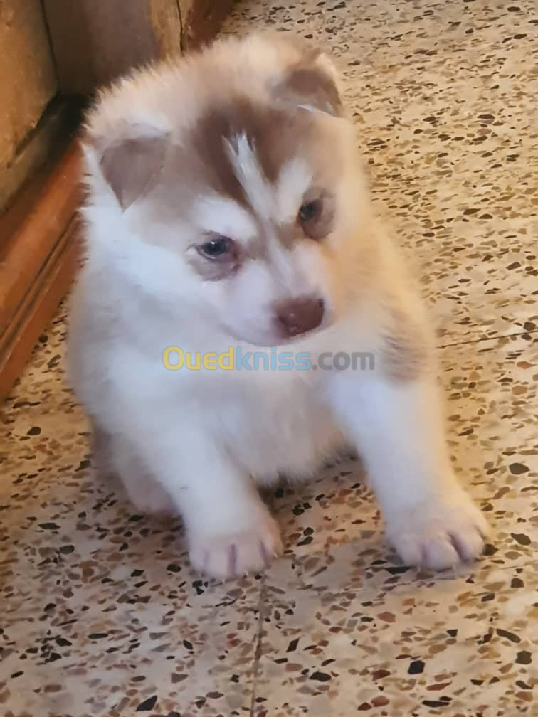 Chiot husky 