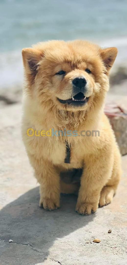 Chiot chow chow