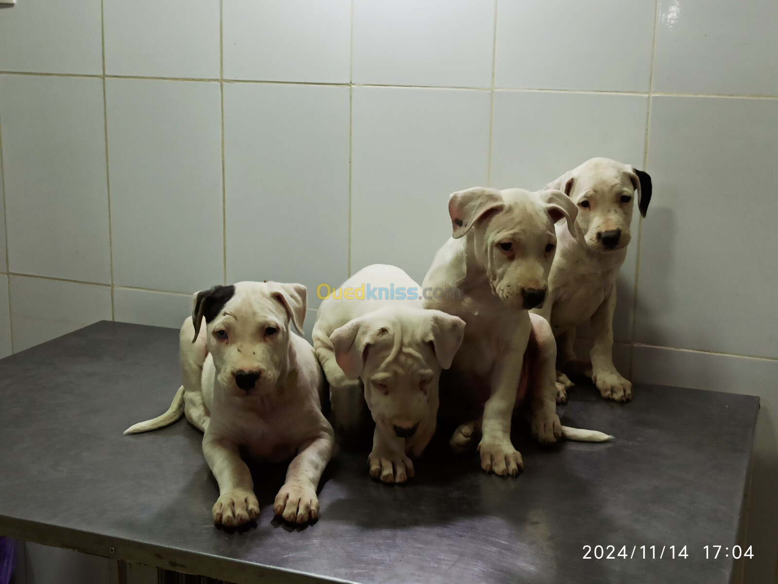 Vente de chiots dogue argentin 