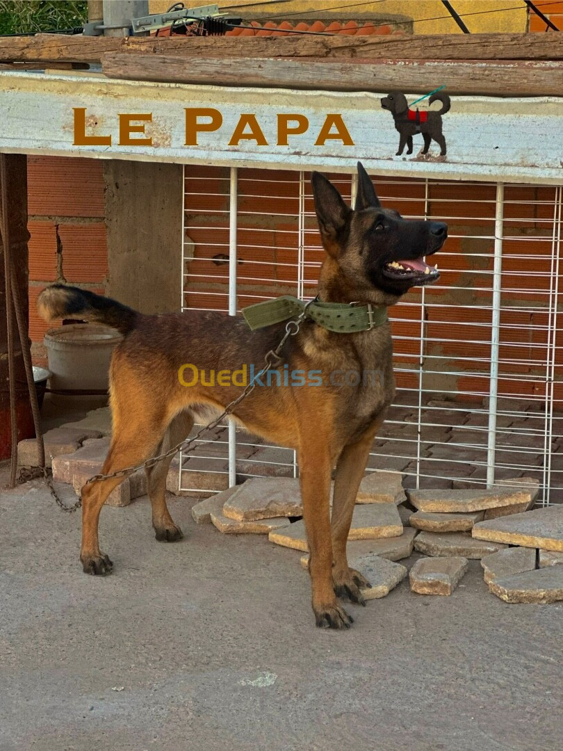 Chiots Malinois (43 jours) pure race 