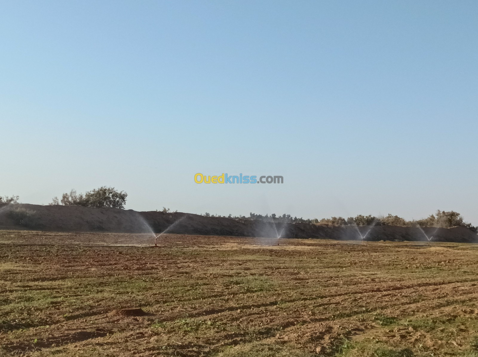 Vente Terrain Agricole Biskra Sidi okba