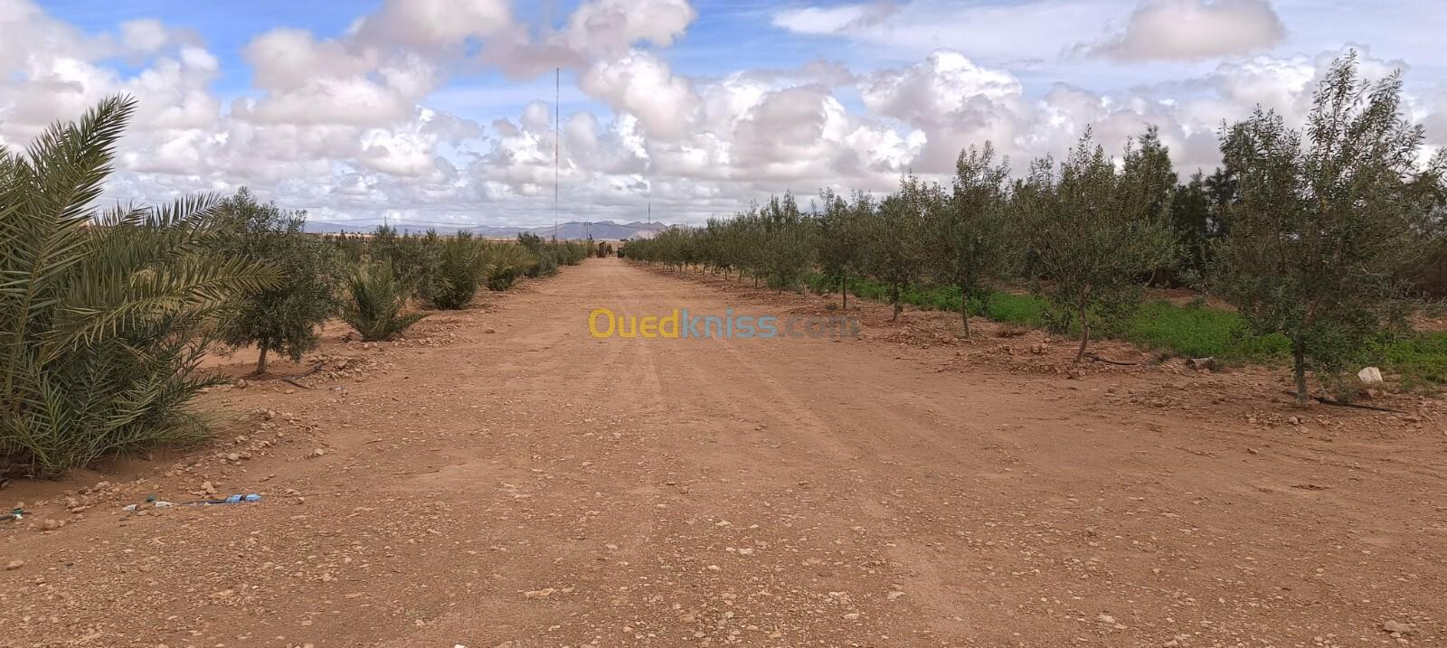 Vente Terrain Agricole Béchar Kenadsa