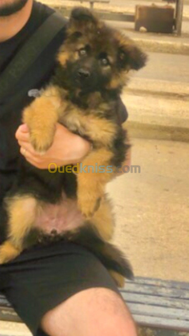 Chiot Femelle Berger Presque 3 mois