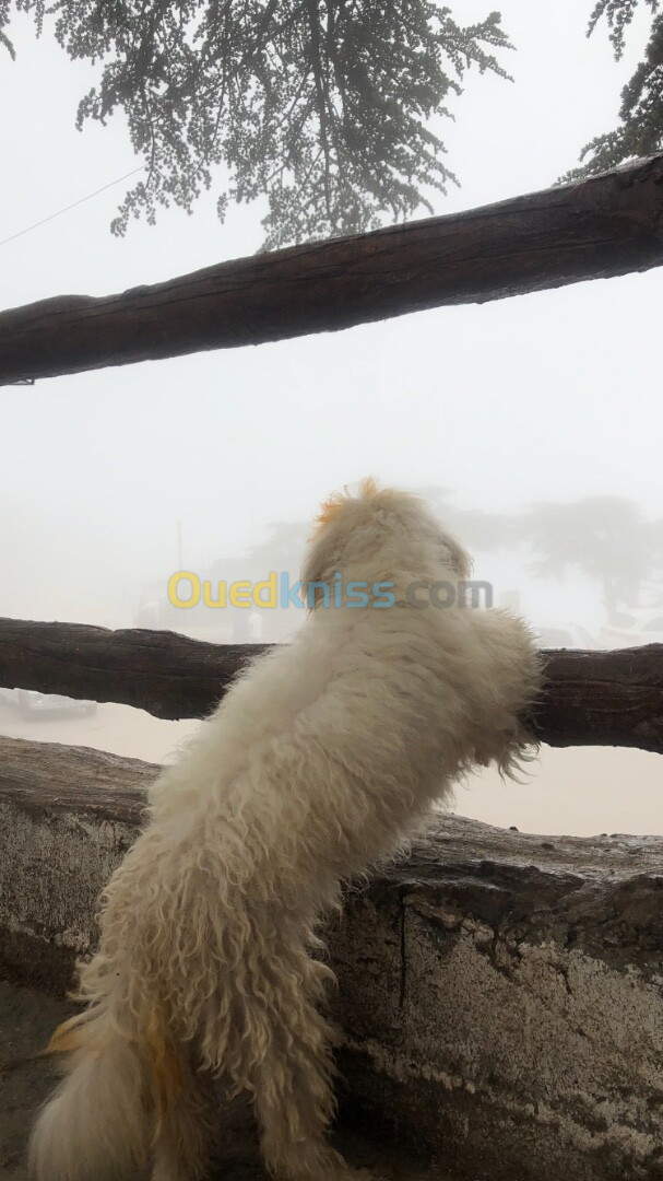 caniche bichon age 9 mois