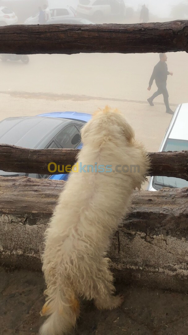 caniche bichon age 9 mois