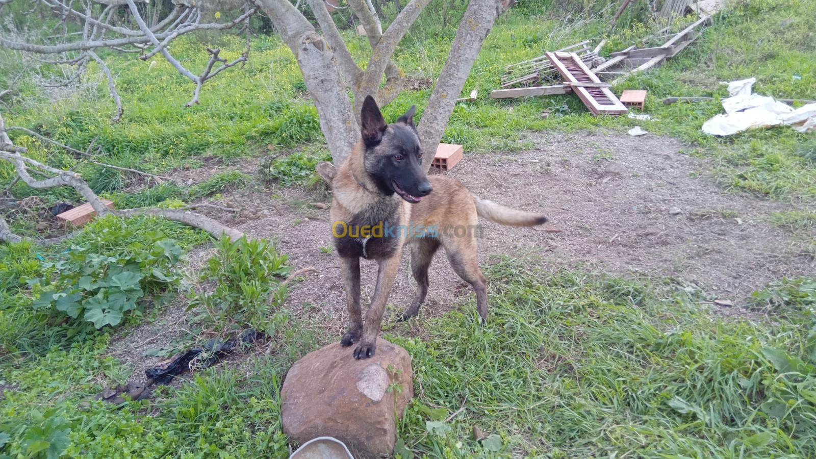 Femelle malinois de bonne race 