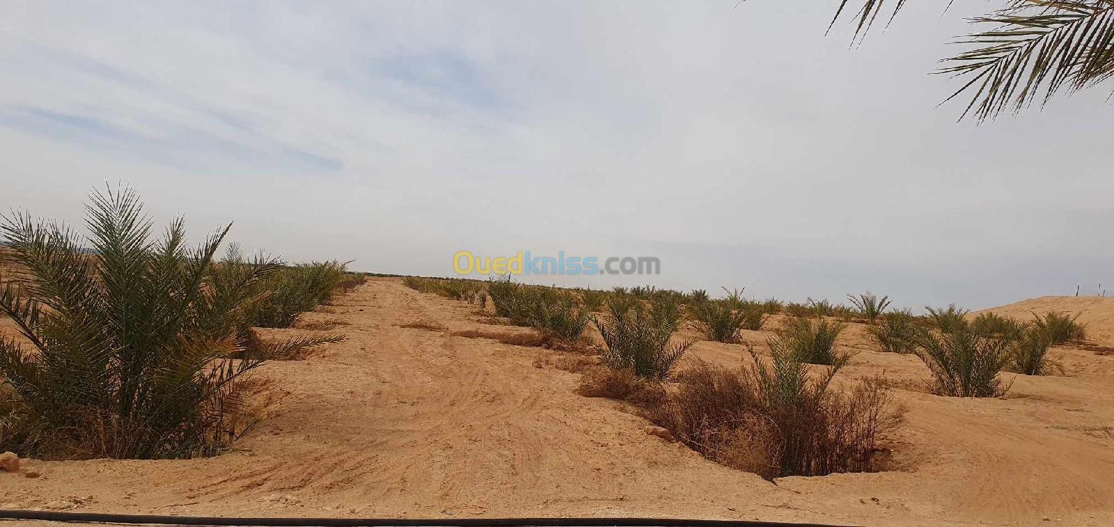 Vente Terrain Biskra Lioua