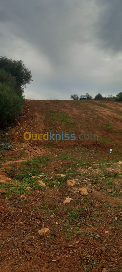 Vente Terrain Alger Saoula