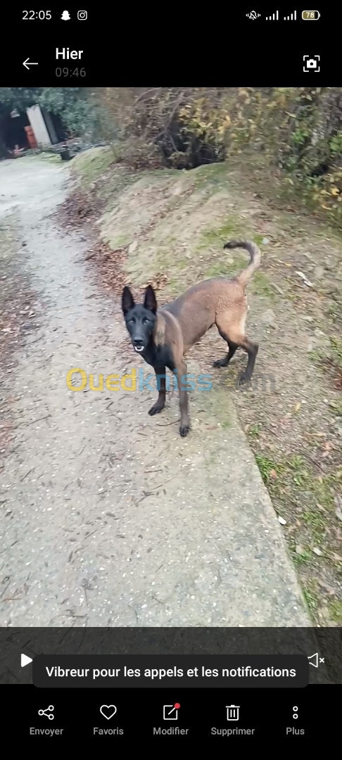 Chienne berger malinois 