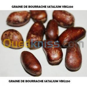 Grains De Hoka (Bourrache De Neigelle) 