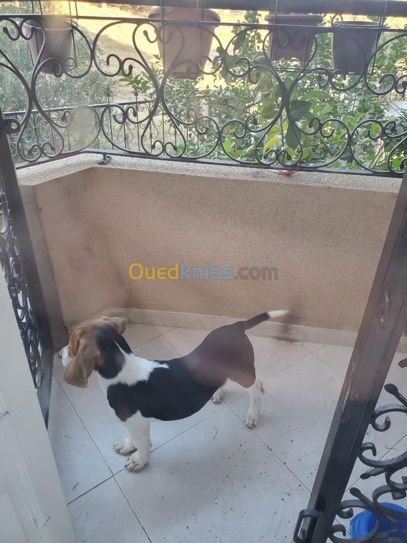 Chiot femelle Beagle