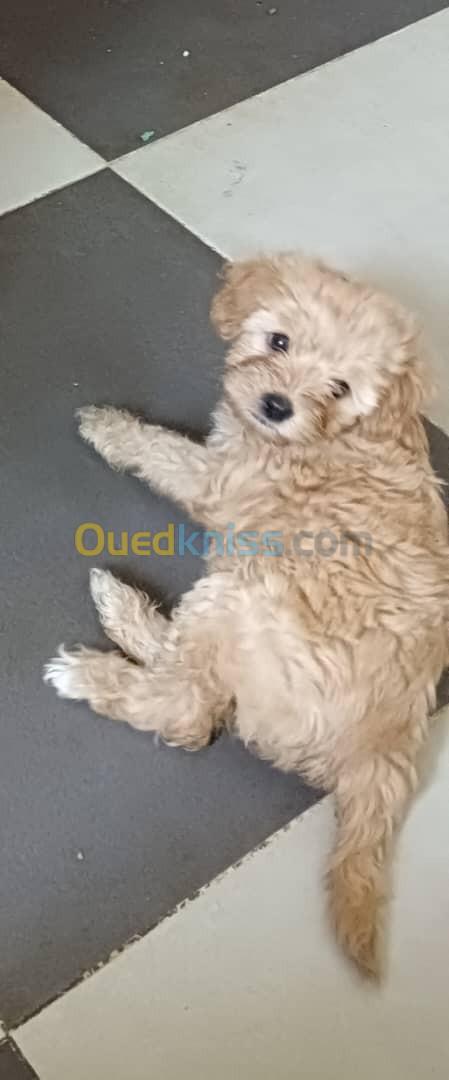 Bichon maltais 