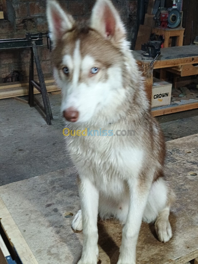 Husky sibérien âge de 6 mois 