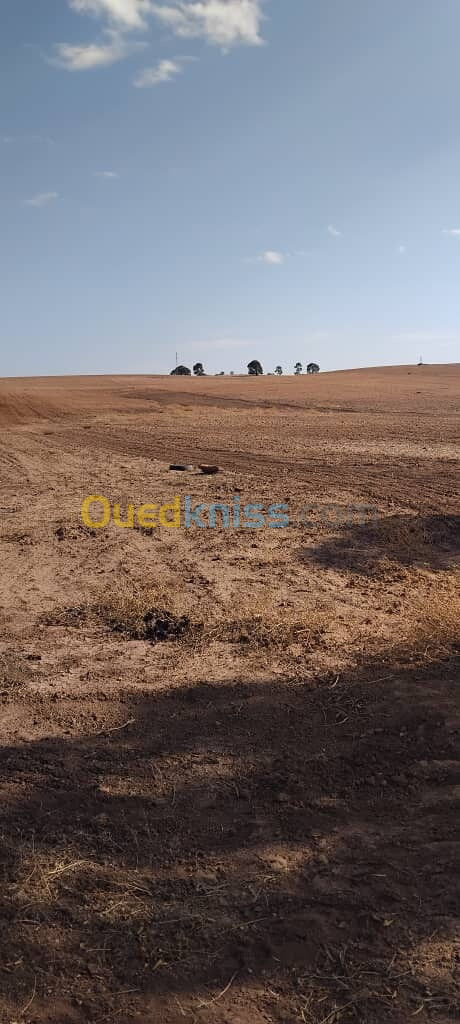 Vente Terrain Agricole Sidi Bel Abbès Sidi bel abbes