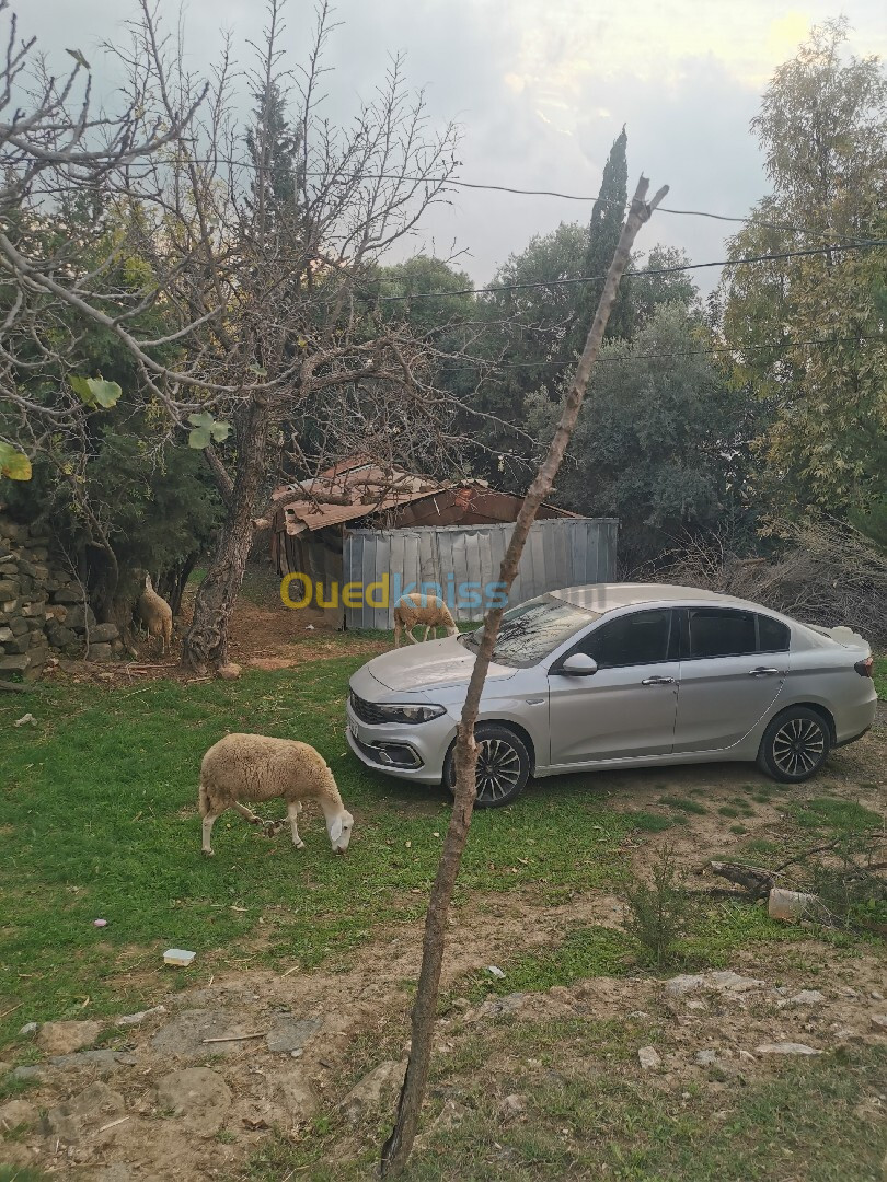 Fiat Tipo Sedan 2023 Life