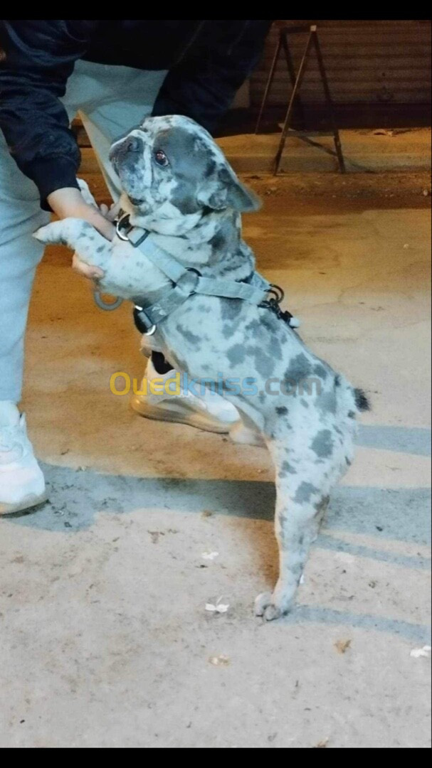 Male bulldog français bleu merle 