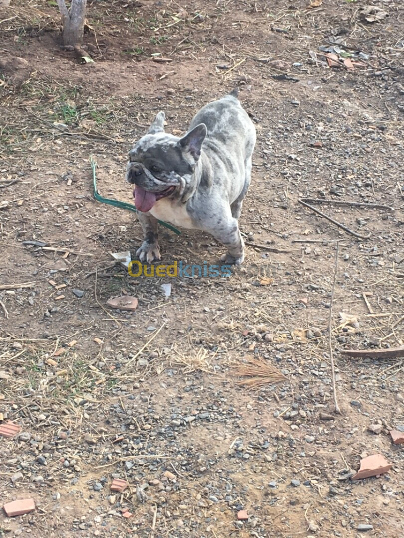 Male bulldog français bleu merle 