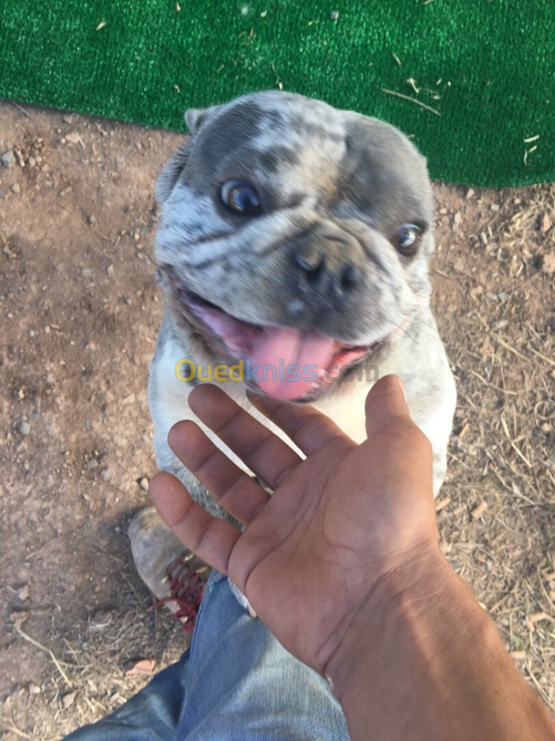 Male bulldog français bleu merle 