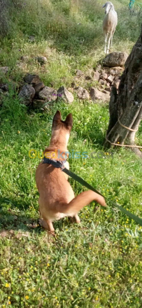 Chien malinois 