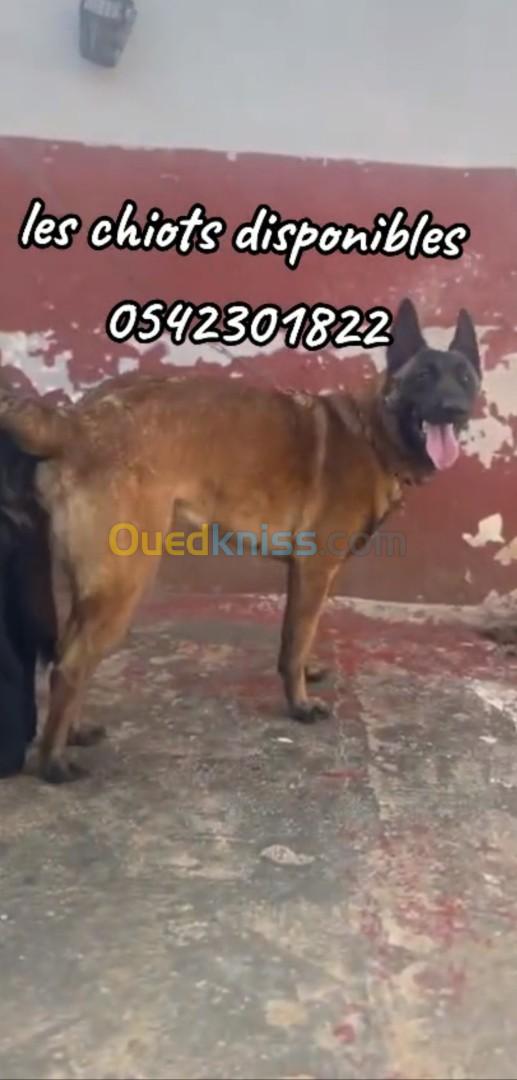 Les chiots malinois 