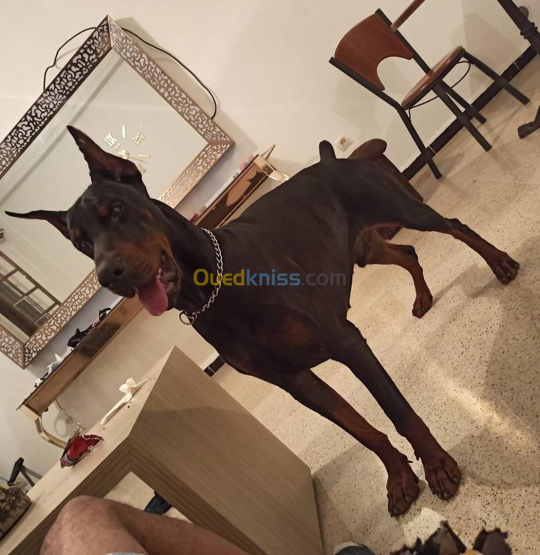 Chiots Dobermans High Quality 