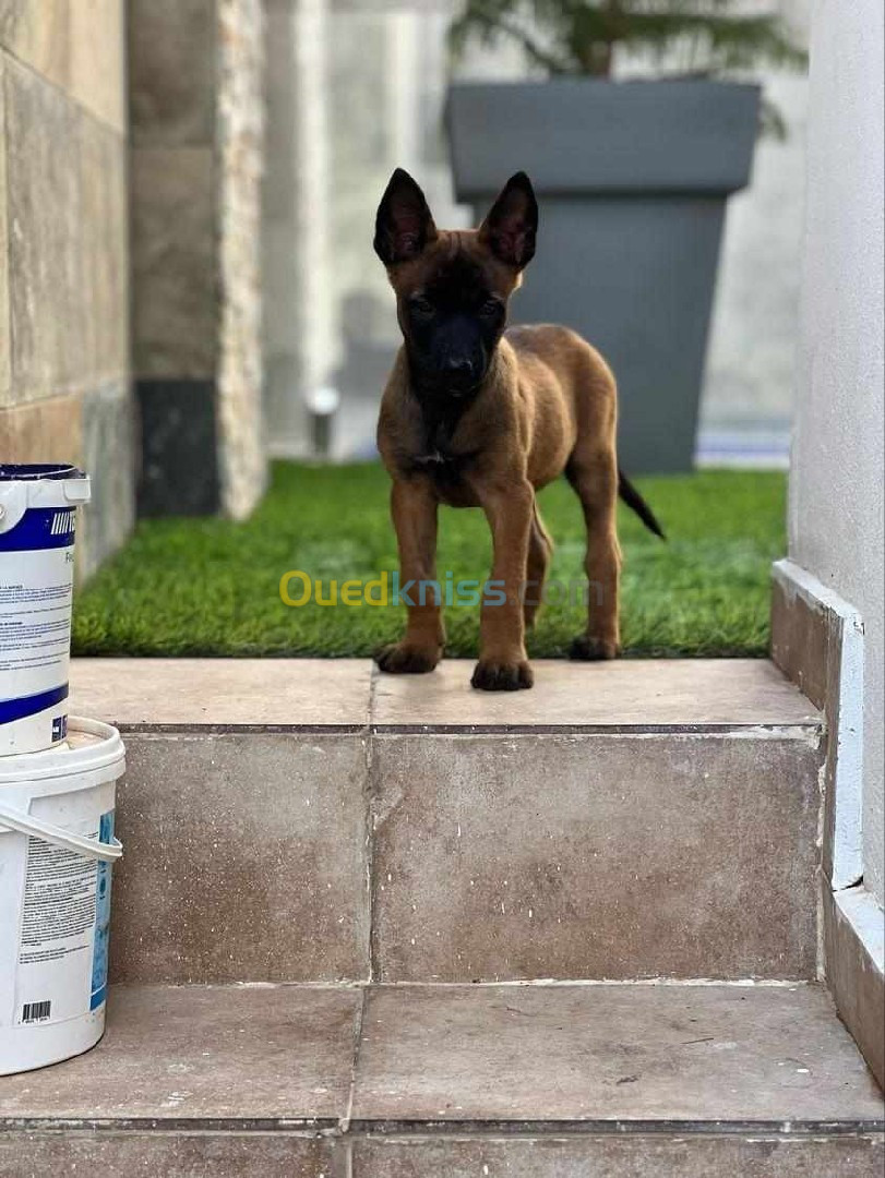 chien malinois femme avec carni vacsin très belle