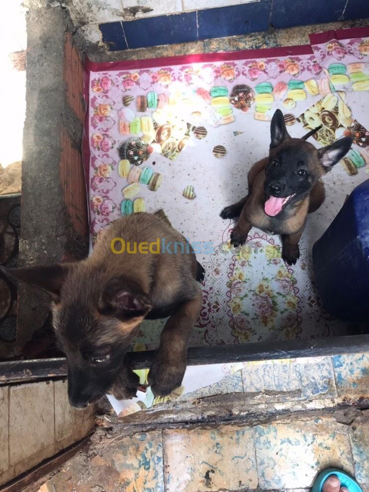 les chiot malinois charbonner