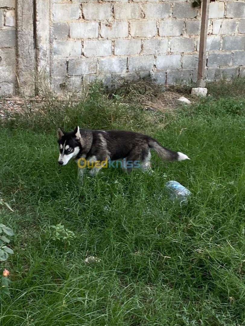 Husky sibérien