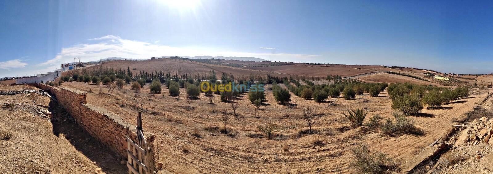 Vente Terrain Agricole Relizane Zemmoura